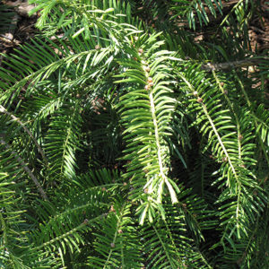Japanese Plum Yew | Cephalotaxus harringtonia 'Drupacea'