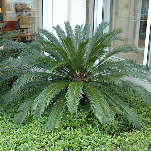4 ft. Artificial Sago Palm Tree