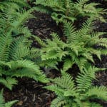 Japanese Tassel Fern - Buchanan's Native Plants