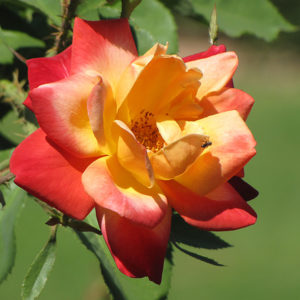 Joseph's Coat Rose | Rosa 'Joseph's Coat'