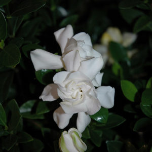 Jubilation™ Gardenia | Gardenia jasminoides 'Leeone'