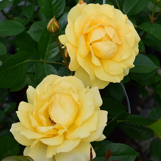 Julia Child Rose | Rosa 'Julia Child'