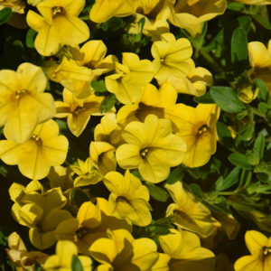 Kabloom™ Yellow Calibrachoa | Calibrachoa 'PAS1020308'