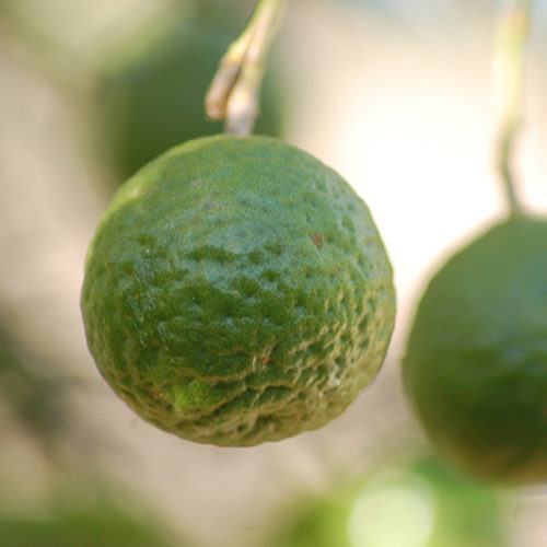 Kaffir Lime | Citrus hystrix