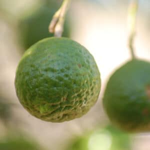 Kaffir Lime | Citrus hystrix