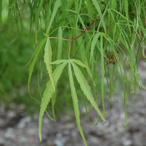 Koto No Ito Japanese Maple | Acer palmatum 'Koto No Ito'