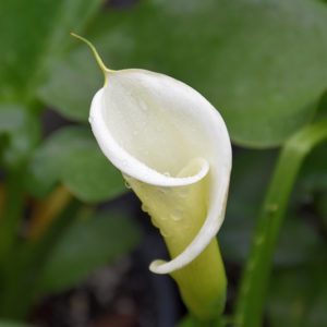 Large White Calla Lily | Zantedeschia aethiopica 'Large White'