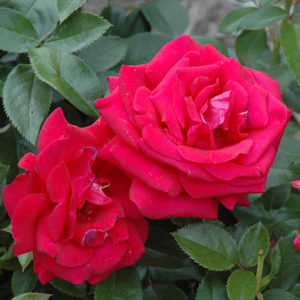 Lasting Love Rose | Rosa 'Lasting Love'