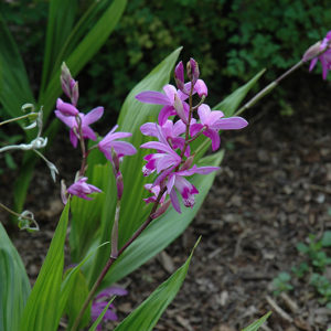 Lavender Japanese Hyacinth Orchid | Bletilla striata