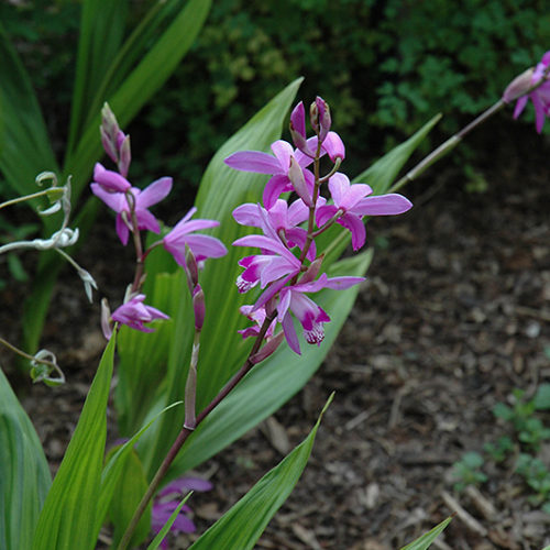Lavender Japanese Hyacinth Orchid | Bletilla striata