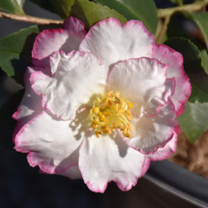 Leslie Ann Camellia | Camellia sasanqua 'Leslie Ann'