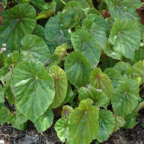 Lily Pad Begonia | Begonia nelumbiifolia
