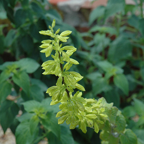 Limelight Mexican Sage | Salvia mexicana 'Limelight'