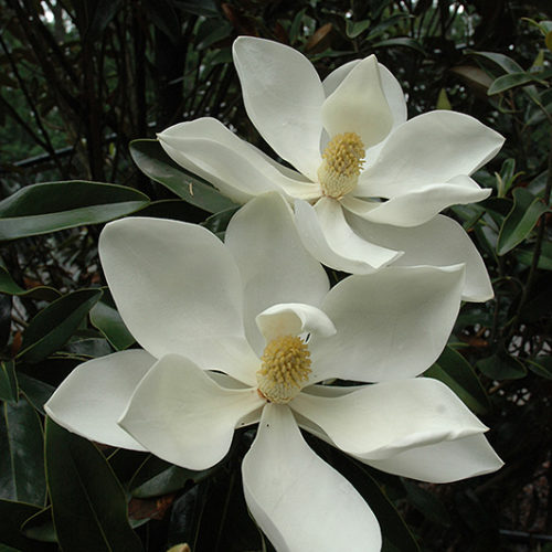 Little Gem Magnolia | Magnolia grandiflora 'Little Gem'
