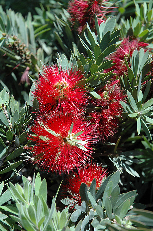 How to Grow and Care for Bottlebrush Bushes