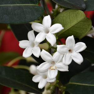 Madagascar Jasmine | Stephanotis floribunda