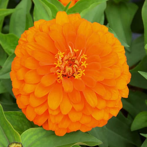 Magellan Orange Zinnia | Zinnia 'Magellan Orange'