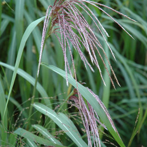 Maiden Grass | Miscanthus sinensis