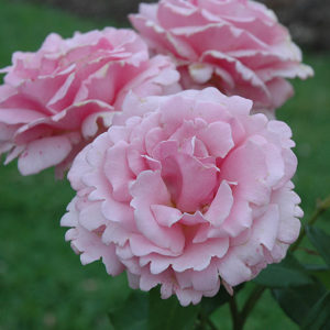 Memorial Day Rose | Rosa 'Memorial Day'