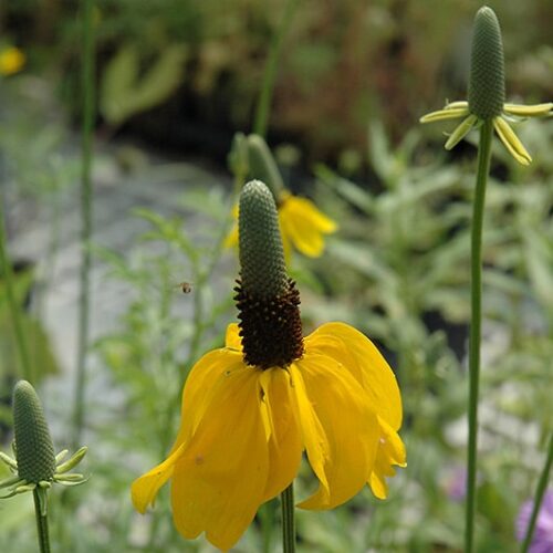 Mexican Hat | Ratibida columnifera