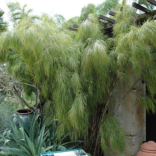 Mexican Weeping Bamboo | Otatea acuminata 'Aztecorum'