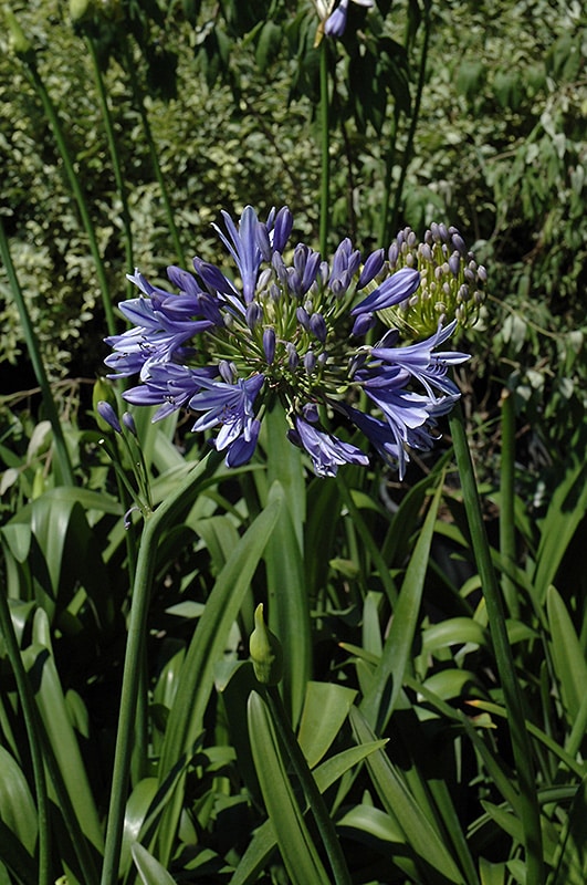 Midknight Blue Agapanthus - Buchanan's Native Plants