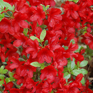 Midnight Flare Azalea | Rhododendron 'Midnight Flare'