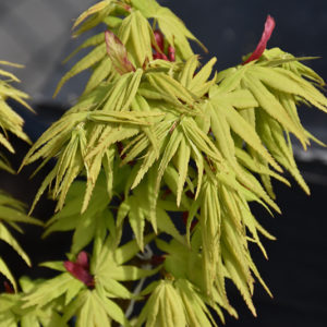 Mikawa Yatsubusa Japanese Maple | Acer palmatum 'Mikawa Yatsubusa'