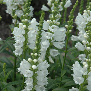 Miss Manners Obedient Plant | Physostegia virginiana 'Miss Manners'