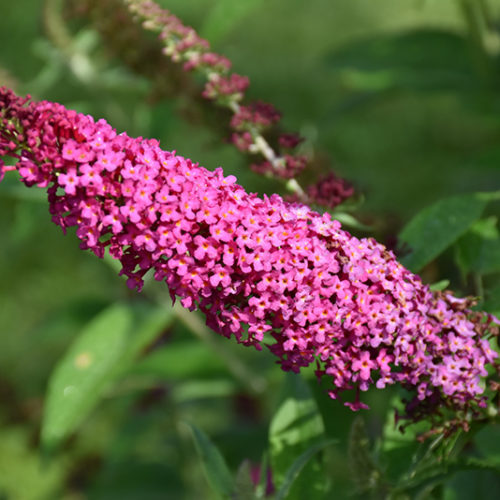 Miss Molly Butterfly Bush | Buddleia 'Miss Molly'