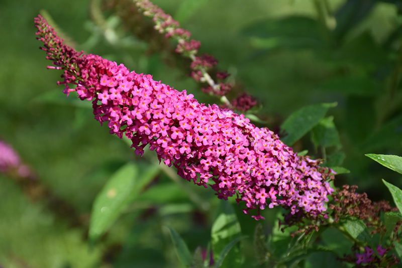 Image of Buddleia Miss Molly flowers in vase