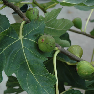 Mission Fig | Ficus carica 'Mission'