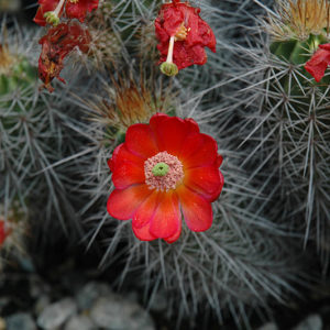 Mojave Mound Cactus | Echinocereus polyacanthus