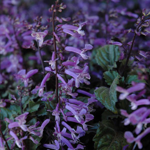 Mona Lavender Swedish Ivy | Plectranthus 'Mona Lavender'