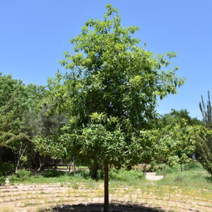 Monterrey Oak | Quercus polymorpha