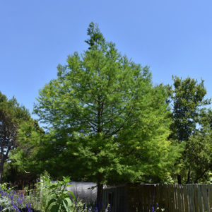 Montezuma Cypress | Taxodium mucronatum