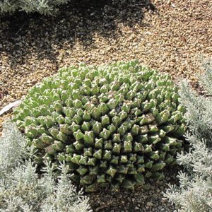 Moroccan Mound | Euphorbia resinifera