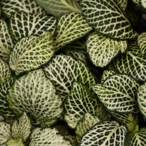 Mosaic Plant | Fittonia albivenis