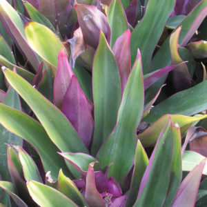 Moses In The Cradle | Tradescantia spathacea
