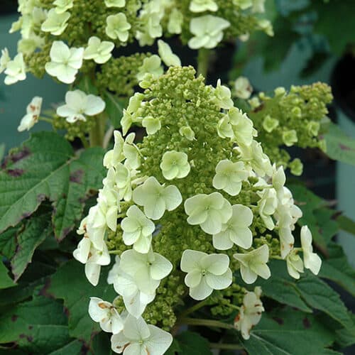 Munchkin Hydrangea | Hydrangea quercifolia 'Munchkin'