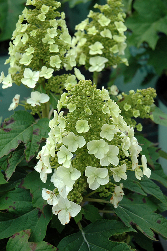 Image of Munchkin oakleaf hydrangea blossom