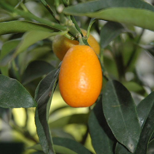 Nagami Kumquat | Fortunella margarita 'Nagami'