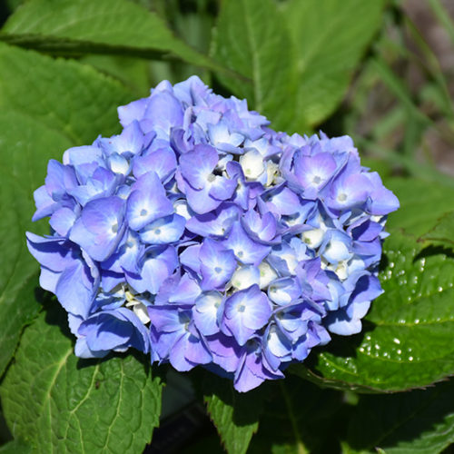 Nantucket Blue Hydrangea | Hydrangea macrophylla 'Grenan'