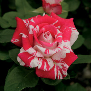 Neil Diamond Rose | Rosa 'WEKdereroro'