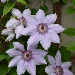 Nelly Moser Clematis | Clematis 'Nelly Moser'