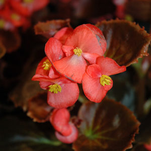 Nightife Red Begonia | Begonia 'Nightlife Red'