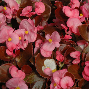 Nightife Rose Begonia | Begonia 'Nightlife Rose'