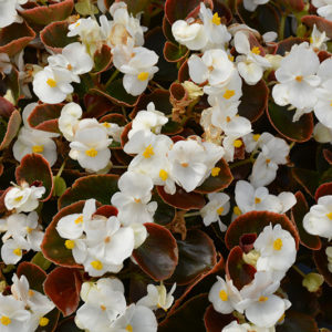 Nightife White Begonia | Begonia 'Nightlife White'