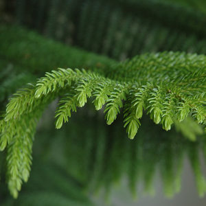 Norfolk Island Pine | Araucaria heterophylla