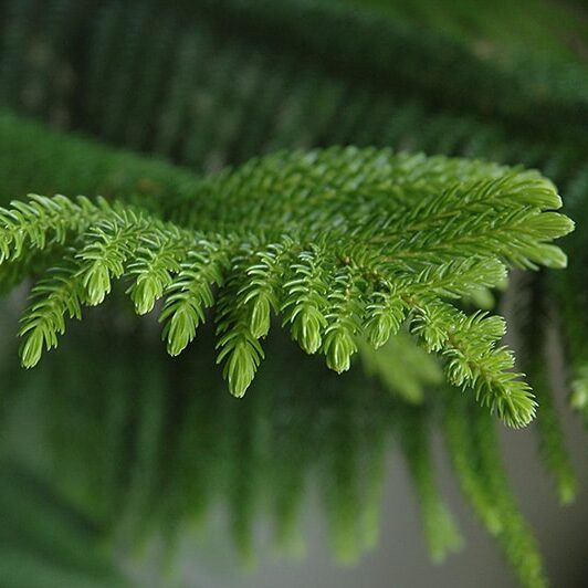 Norfolk Island Pine | Araucaria heterophylla